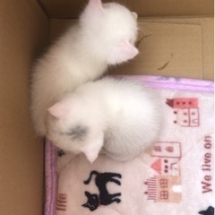 こねこ　白猫　2匹