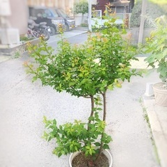 桃 白鳳 樹木 鉢植え