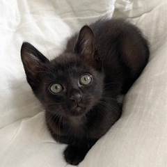 黒猫 1〜2ヶ月  人懐っこくとても元気な男の子 里親募集…