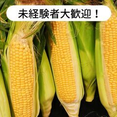 徳島県吉野川市川島町でトウモロコシ収穫のお仕事！【単発/短…