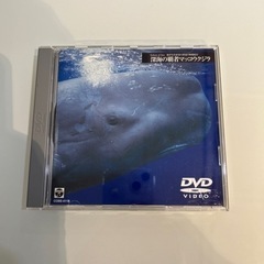 深海の覇者マッコウクジラ　DVD