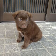 生後1ヶ月半チョコレート色のフーガくん里親募集 - 犬
