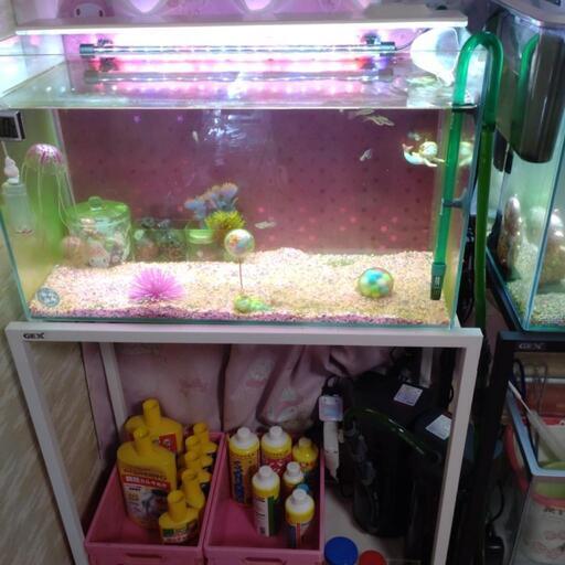 水槽グッピー エーハイム セット