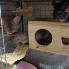 チンチラケージ イージーホーム 80ハイ