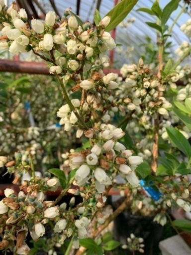 ブルーベリーの木　鉢植え
