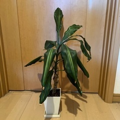 観葉植物　ドラセナ ジェレ(小)