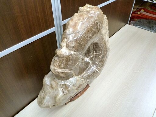 アンモナイト 化石 コレクション 観賞用 石 台座付き 横幅 約38cm 重量