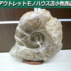アンモナイト 化石 コレクション 観賞用 石 台座付き 横幅 約...