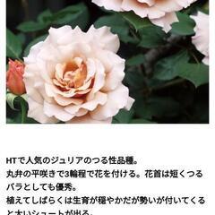 【値下げ】　つるバラ　薔薇　つるジュリア