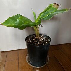 ドワーフ・キャベンディッシュ・バナナ植物