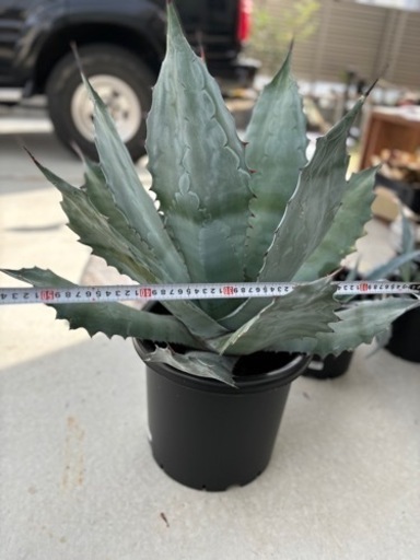 アガベ　コロラータ　白岳殿 アガベ』 【コロラータ】2 【白岳殿】 【根津アガベ】 : 【My