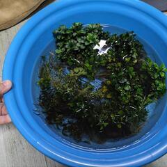 アクアリウム　フルセット