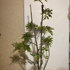 観葉植物　シェフレラ　ホンコン-4
