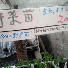 野菜苗コーナーにタラノキの苗を品出ししました。