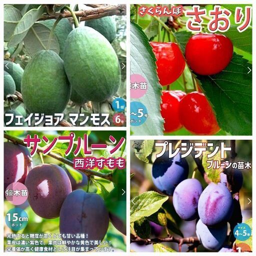 【最終値下げ】果樹栽培！プルーンの苗木2つ　フェイジョア　さくらんぼ　4種セット