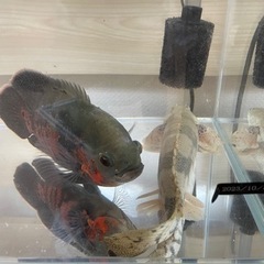 古代魚、オスカー、エンドリケリー2匹