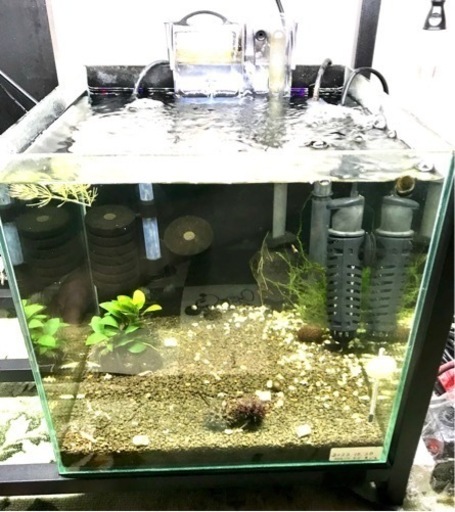 ガラス水槽 30cm キューブ 立ち上げ済　飼育セット