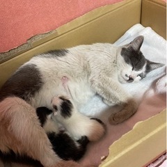 母性溢れる母猫 - 猫