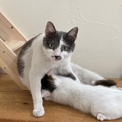 母性溢れる母猫　福ちゃんの画像