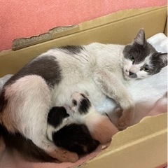 母性溢れる母猫 - 姫路市