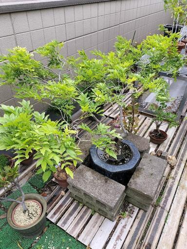 急ぎです。亡き祖父の樹齢40年～50年の藤（カピタン）を今週中に引き取りに来られる方募集。