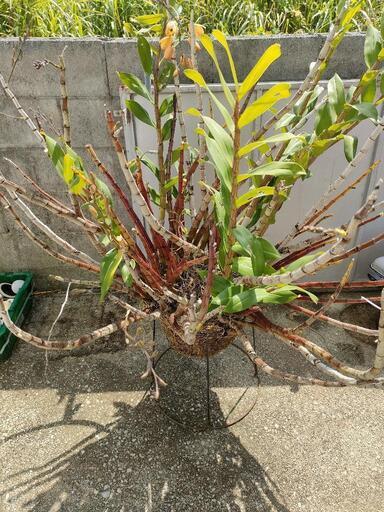 巨大！蘭　デンドロビューム　ガットン　鉢植え