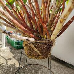巨大！蘭　デンドロビューム　ガットン　鉢植え