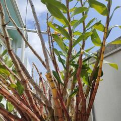 巨大！蘭　デンドロビューム　ガットン　鉢植え