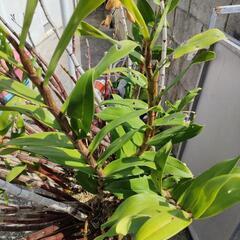 巨大！蘭　デンドロビューム　ガットン　鉢植え