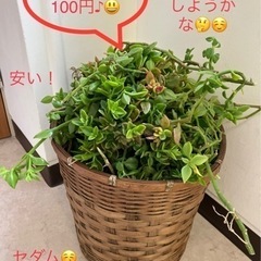 1房100円〜　セダム🪴多年植物