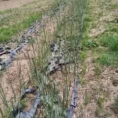 値段下げましたアスパラなら2年物苗幅80センチ長さ80メートル