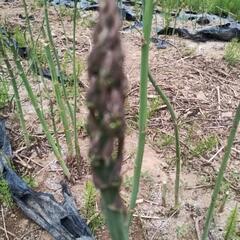 値段下げましたアスパラなら2年物苗幅80センチ長さ80