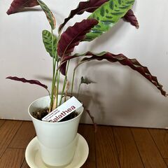 カラテア・ランキフォリア・観葉植物