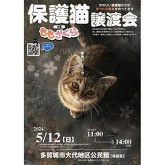 保護猫譲渡会多賀城市大代公民館にて開催中ですの画像