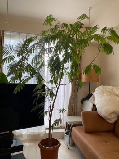 エバーフレッシュ　観葉植物　大型
