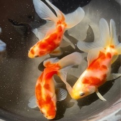 残り3匹になりました。桜東海錦、金魚。