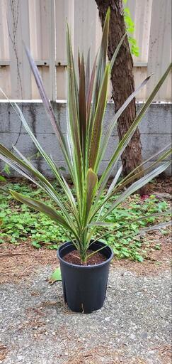 【観葉植物】コルリジネ チョコレートミント