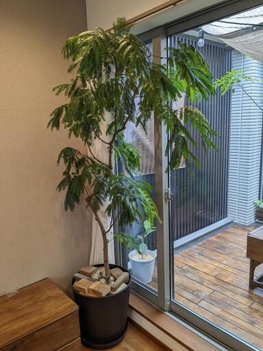 【大型2m超】観葉植物 エバーフレッシュ