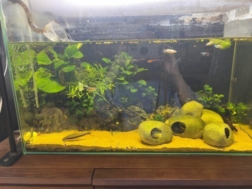 60センチ水槽セット