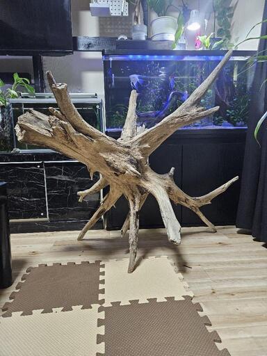 流木　特大