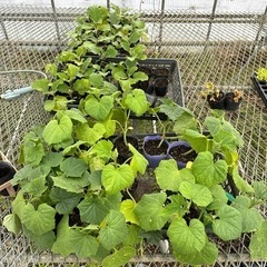 胡瓜、白茄子、紫ミニ茄子苗　2株