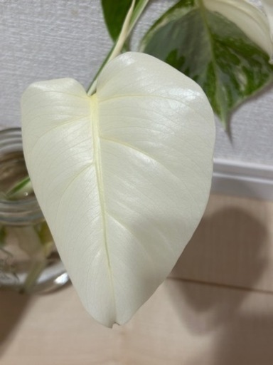 観葉植物　斑入り　モンステラ