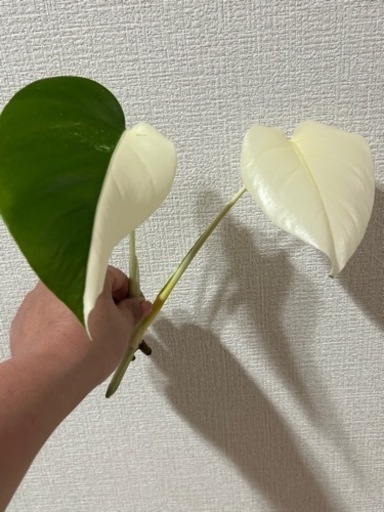 観葉植物　斑入り　モンステラ