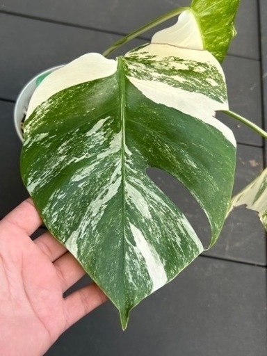 観葉植物　斑入り　モンステラ