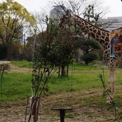 天王寺動物園に一緒に行ってほしいです