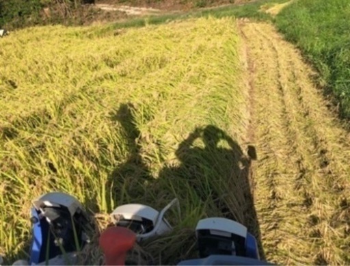 令和5年　岐阜県産　コシヒカリ