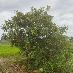 早期終了！ビワの木売ります！