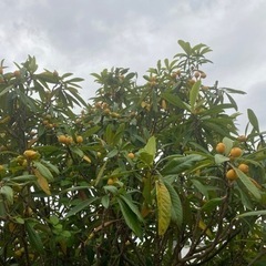 早期終了！ビワの木売ります！