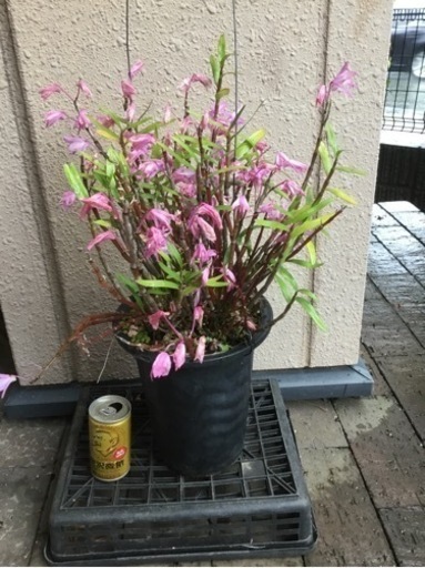 セッコク　赤　　②