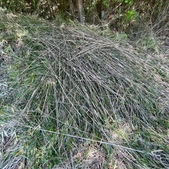 大量の笹竹譲ります